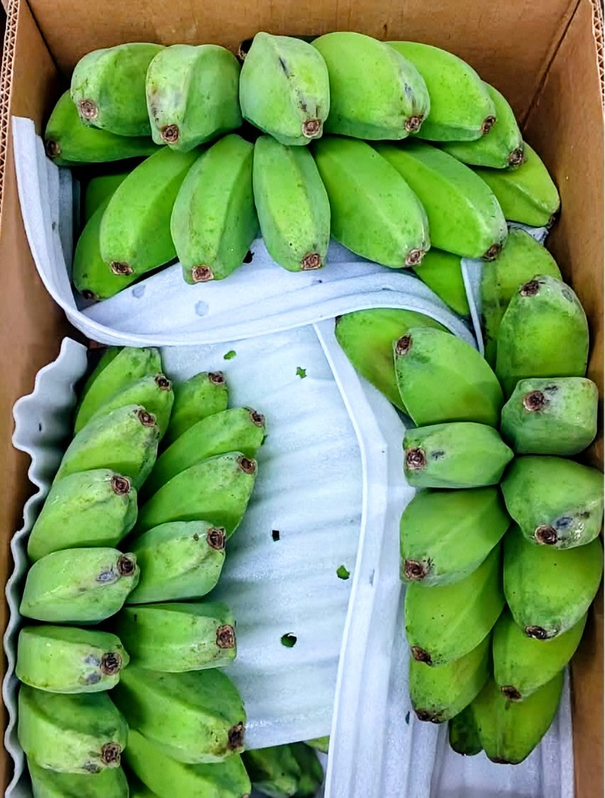 SAGING SABA 1kg (PRE-ORDER)